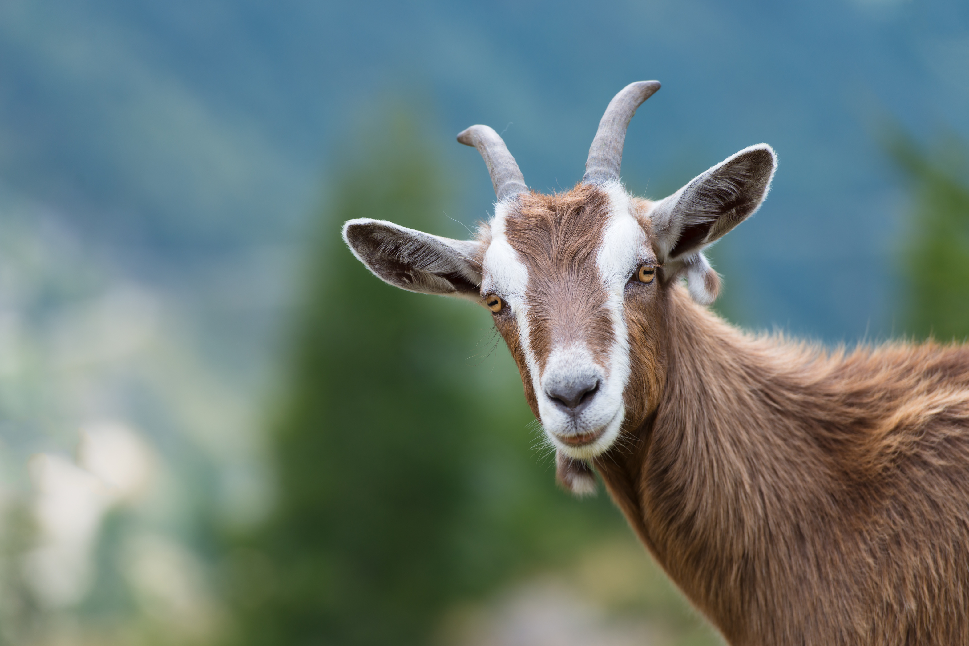 kleintierpark-zeige.jpeg