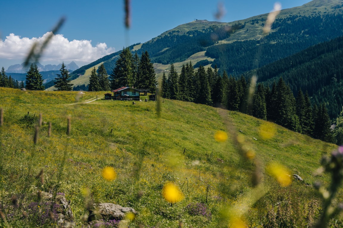 Sommer-Alm.jpg
